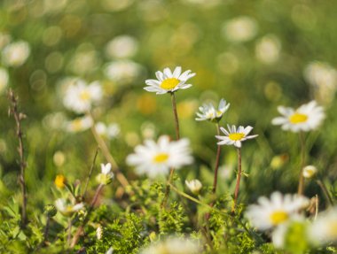 Güzel ilk bahar - papatya (Matricaria) - güneş ışınlarının çiçekler.