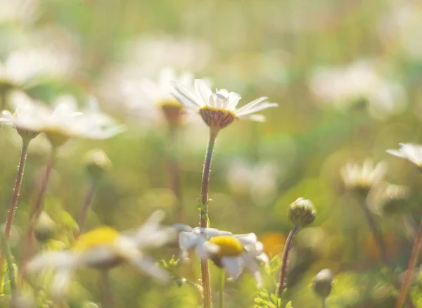 Güzel Ilk Bahar Papatya Matricaria Güneş Işınlarının Çiçekler — Stok fotoğraf