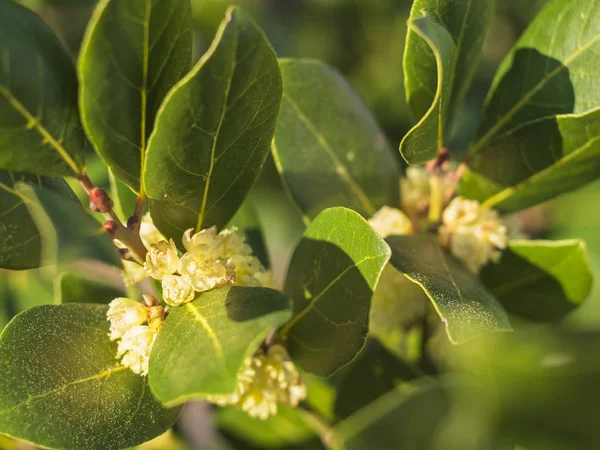 Bush Con Hojas Flores Del Noble Laurel Laurus Primavera Atardecer —  Fotos de Stock