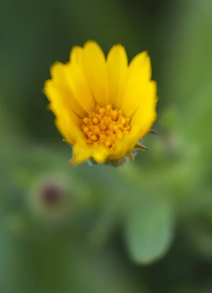 Bela Primeira Primavera Flores Amarelas Calêndula Dia Ensolarado Entre Grama — Fotografia de Stock