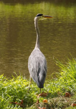 Vlaardingen Hollandalı şehir (Rotterdam, Hollanda, Hollanda yeşil çim parlak güneşli bir günde kanal bankada bir güzel büyük balıkçıl kuş)