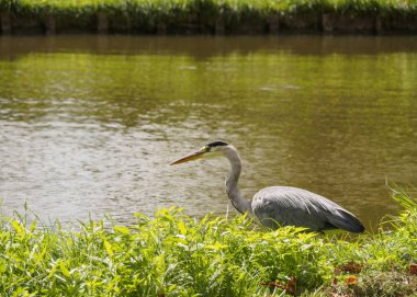 Vlaardingen Hollandalı şehir (Rotterdam, Hollanda, Hollanda yeşil çim parlak güneşli bir günde kanal bankada bir güzel büyük balıkçıl kuş)