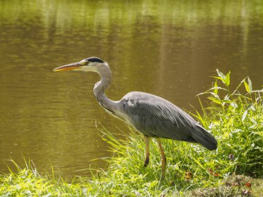 Vlaardingen Hollandalı şehir (Rotterdam, Hollanda, Hollanda yeşil çim parlak güneşli bir günde kanal bankada bir güzel büyük balıkçıl kuş)