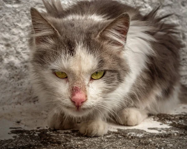Gato Grego Irritado Com Olhos Verdes — Fotografia de Stock