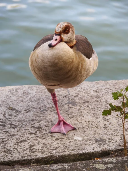 A beautiful large bird Nile goose in the Dutch city of Vlaardingen (Rotterdam, The Netherlands)