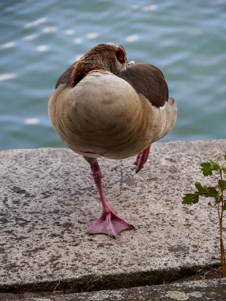Piękny Duży Ptak Nilu Gęsi Holenderskim Mieście Vlaardingen Rotterdam Holandia — Zdjęcie stockowe