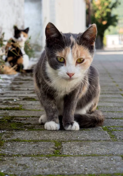 Кішка Грецькі Села — стокове фото