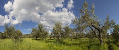 Evia adasında bulutlar ile dağ, zeytin bahçesi ve gökyüzü panoramik görünümü, Yunanistan