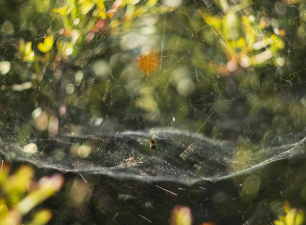 Αράχνη Κυνηγάει Τον Ιστό Της Μια Ηλιόλουστη Μέρα — Φωτογραφία Αρχείου