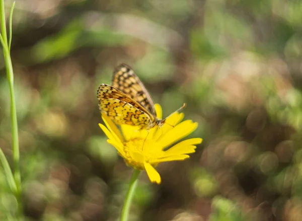 Hermosa Mariposa Pintada Mariposa Dama Vanessa Cardui Primer Plano Flor — Foto de Stock