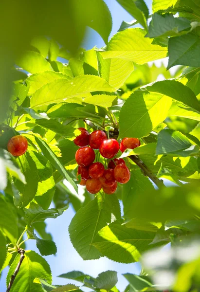 Červené Třešně Prunus Avium Větvích Stromu Zahradě Řecku — Stock fotografie