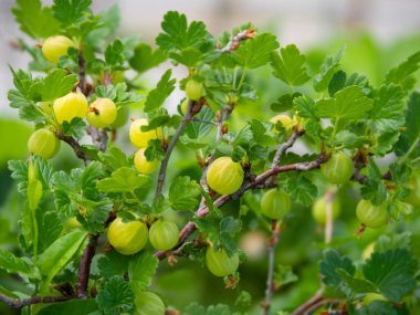 Bektaşi üzümü Ribes uva-crispa Bush Yunanistan 'da böğürtlenlerle