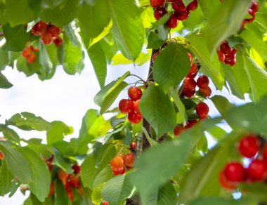 Yunanistan 'da bir bahçedeki bir ağacın dallarında kırmızı kirazlar erik avyumu