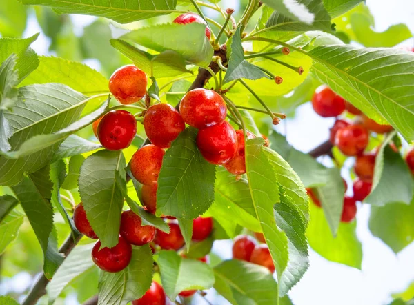 Červené Třešně Prunus Avium Větvích Stromu Zahradě Řecku — Stock fotografie