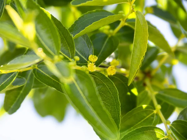 Simmondsia Chinensis Jojoba Kwitła Małymi Kwiatami Drzewie Słoneczny Dzień — Zdjęcie stockowe