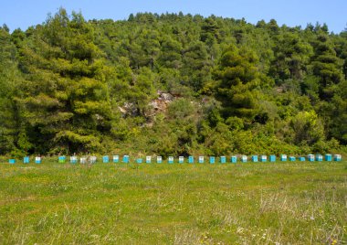 Yunanistan 'ın Evia adasındaki bir çam ormanında çevre dostu arı.