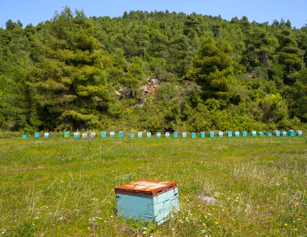 Οικολογικό Μελισσοκομείο Πευκοδάσος Της Εύβοιας — Φωτογραφία Αρχείου