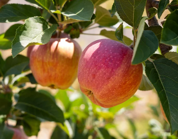 Las Manzanas Rojas Una Rama Árbol Cierran — Foto de Stock