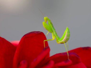 Yeşil peygamber devesi Mantodea kırmızı güllerin arasında poz veriyor
