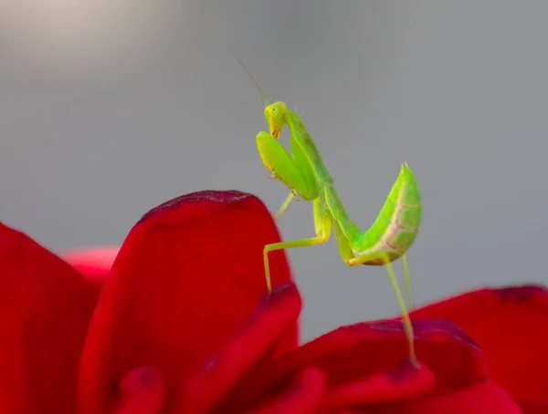 Groene Bidsprinkhaan Mantodea Poserend Tussen Rode Rozen — Stockfoto