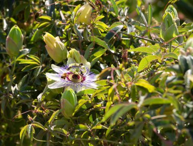 Güzel çiçekler tutku çiçekleri (passiflora) Sunny Day 'de yakın çekim