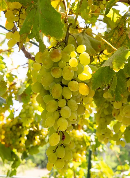 Grona Białych Winogron Dojrzewają Pod Delikatnym Jesiennym Słońcem Greckiej Wyspie — Zdjęcie stockowe