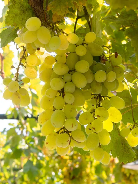 Ramos Uvas Blancas Maduran Bajo Suave Sol Otoño Isla Griega — Foto de Stock