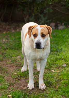 Güzel üzgün gözleri olan koca bir köpek.