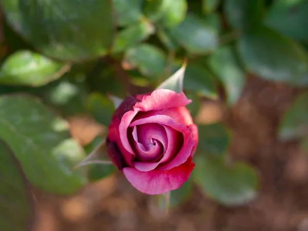 Vacker Knopp Rosa Ros Blomma Solig Varm Dag — Stockfoto