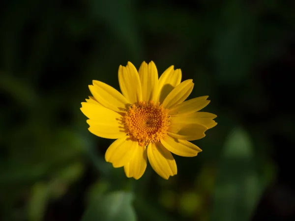 Camomila Amarela Glebionis Coronaria Uma Estrada Rural Dia Ensolarado Perto — Fotografia de Stock