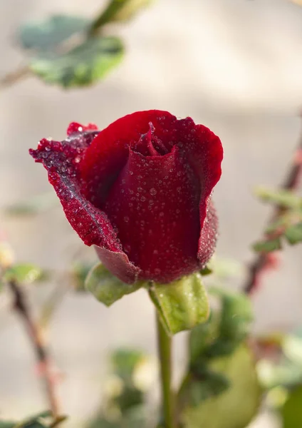 Schöne Knospe Rote Rose Blume Mit Tautropfen Einem Sonnigen Warmen — Stockfoto