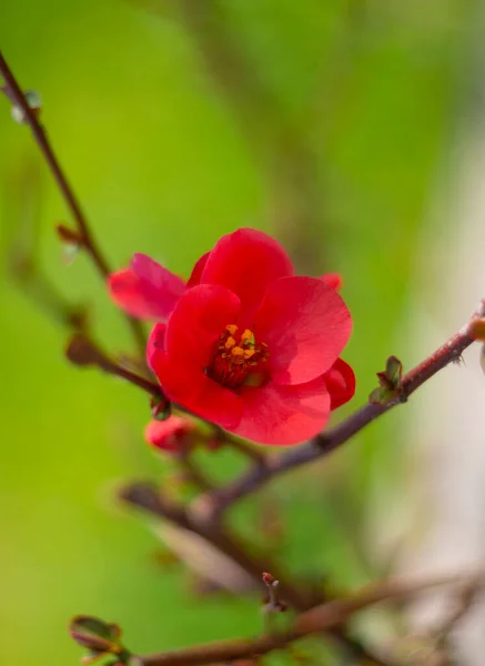 Розовый Цветок Chaenomeles Japonica Ветке Крупным Планом — стоковое фото