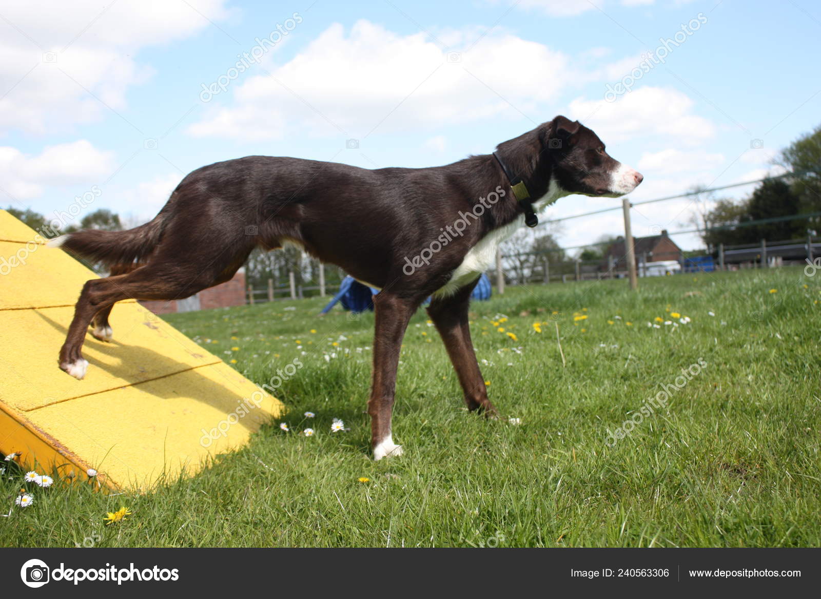 Pictures Smooth Border Collie Red White Smooth Coated Border