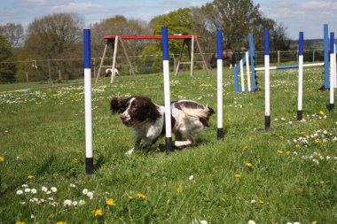 çeviklik ile çalışan karaciğer ve beyaz çalışma türü İngiliz springer spaniel evde beslenen hayvan gundog örgüleri