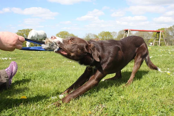 Roter Und Weißer Border Collie Zerrt Einem Spielzeug — Stockfoto