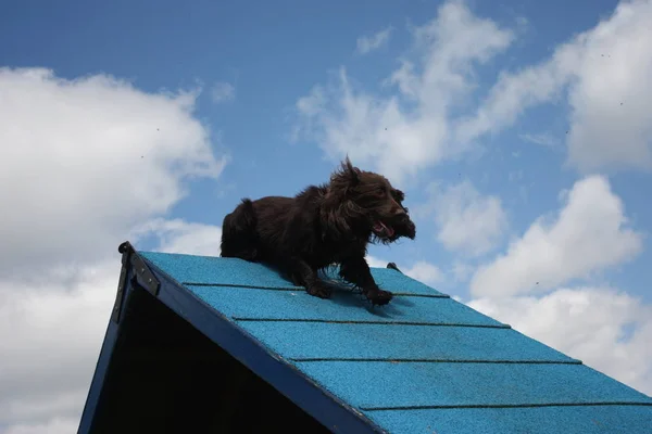 Tipo Feriale Cocker Spaniel Agilità Frame — Foto Stock