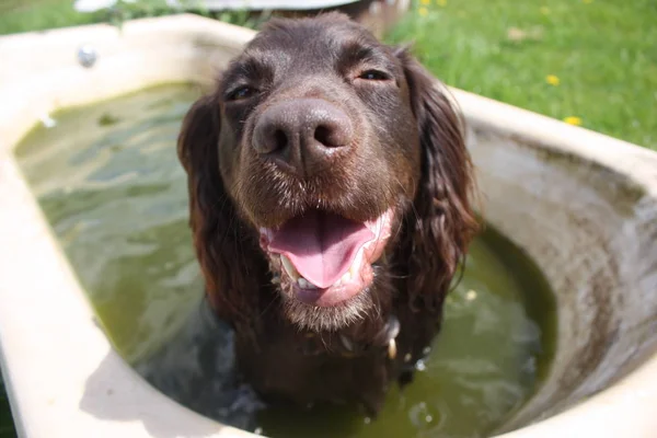 Hnědý Pracovní Typ Kokršpaněl Pet Gundog Špinavé Lázni — Stock fotografie