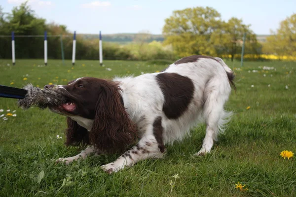 Leber Und Weißer Arbeitstyp Englischer Springspaniel Revolverhund Zerrt Einem Spielzeug — Stockfoto