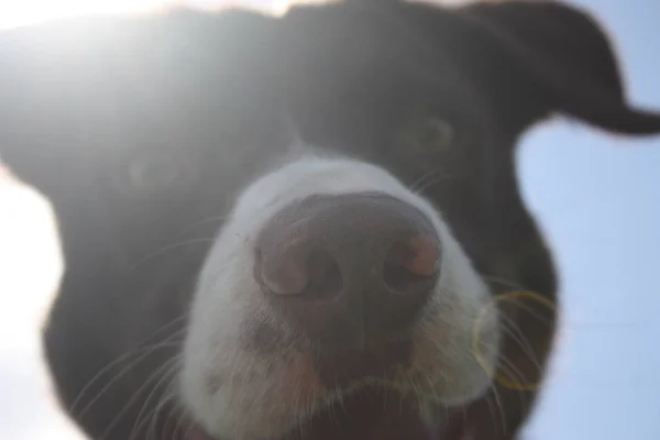 Soepele Gecoate Rode Witte Border Collie Hond — Stockfoto