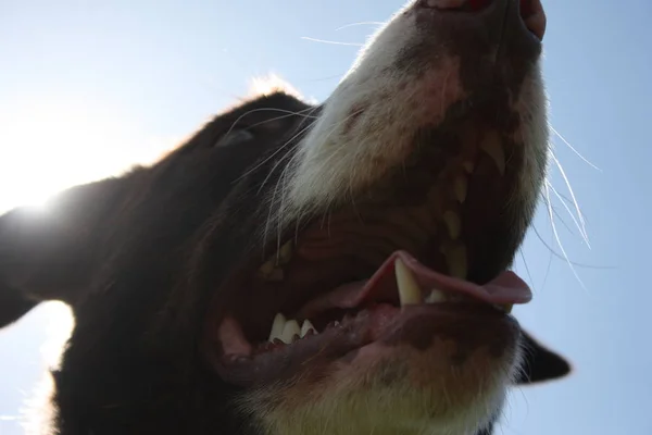 Lisse Enduit Rouge Blanc Frontière Collie Chien Animal Compagnie — Photo