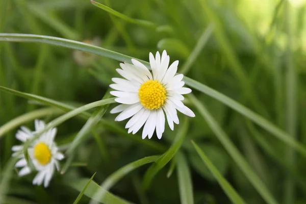 White Yellow Daisy Flower Front Grass — Stock Photo, Image