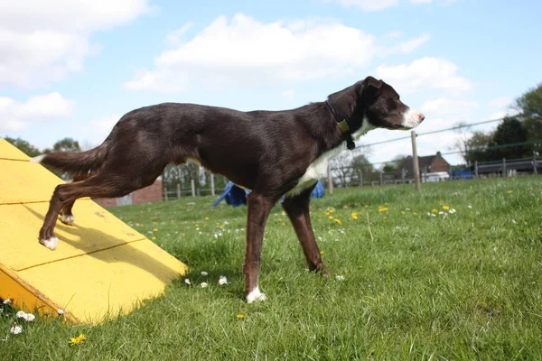 Rot Und Weiß Glatt Beschichteter Border Collie Stehen Ein Wendigkeit — Stockfoto