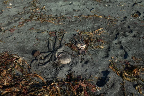 octopus washed up on the beach on Pacific Ocean