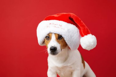Kırmızı arka planda Noel Baba şapkası takan komik Jack Russell Terrier köpeği. Bayram tebrik kartları, festival dekorasyonları, kış reklamları ya da kutlama tasarımı için sevimli bir Noel resmi.