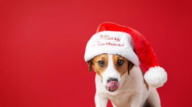 Kırmızı arka planda Noel Baba şapkası takan sevimli Jack Russell Terrier köpeği. Bayram tebrik kartları, festival dekorasyonları, kış reklamları ya da kutlama tasarımı için sevimli bir Noel resmi.