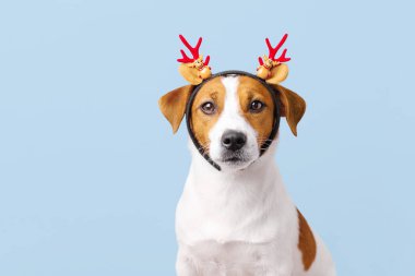 Komik Jack Russell Terrier köpeği mavi arka planda geyik boynuzu takıyor. Kopya alanı. Noel hayvanları konsepti, bayram köpek portresi.
