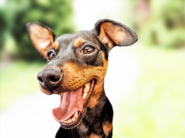 İzole köpek pinscher cüce hayvan arkadaş siyah yaban hayatı