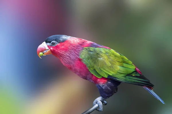 Parrot, colorful bird wildlife isolated background,zoo tropical animal exotic