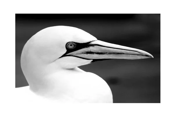 Grunty Komunalne Zwierzęta Czarny Biały Tapeta Latające Ptaki Niesamowite Tła — Zdjęcie stockowe