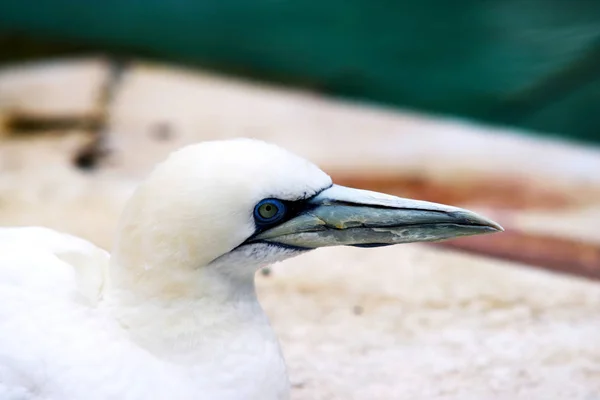 Gannets Animales Negro Blanco Fondo Pantalla Aves Voladoras Fondo Increíble —  Fotos de Stock